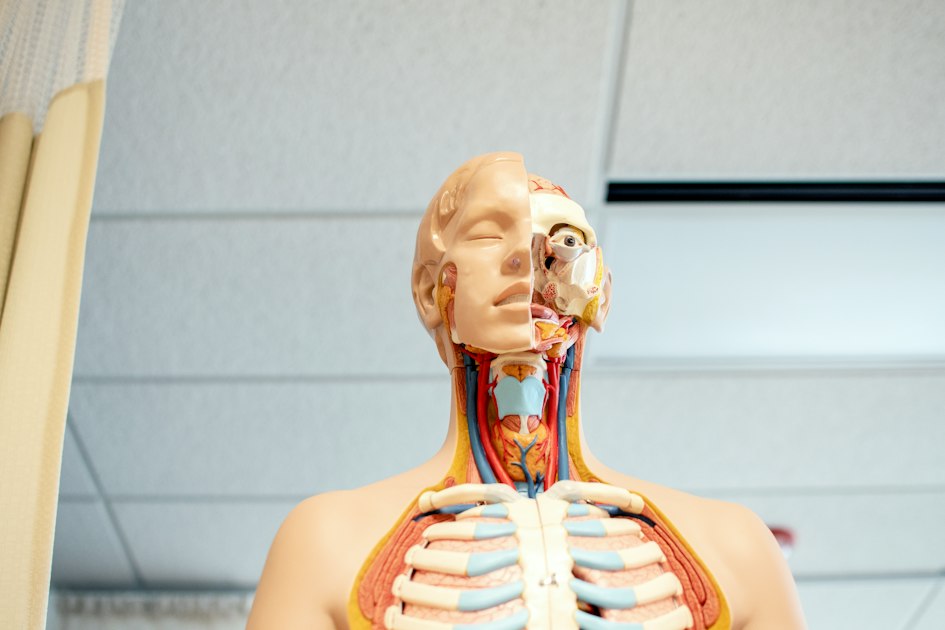 Benefits of Using AnatomyOne